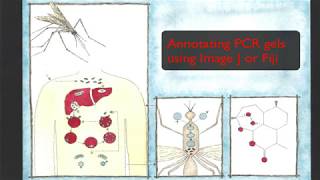 Annotating a PCR gel image using Image J or Fiji [upl. by Dell235]