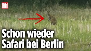 Wieder WildtierAlarm Känguru hüpft durch Brandenburg [upl. by Aikyn]