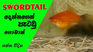 Swordtail fish breeding [upl. by Melody]