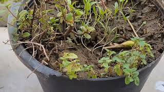 Home Plantation Day 3rd New Plants Update Best Growth farming nature plants [upl. by Rekyr472]