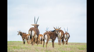 Ranch Video  Sola Fe Ranch Wildlife Conservation and Ranch Management experts in Texas [upl. by Red185]