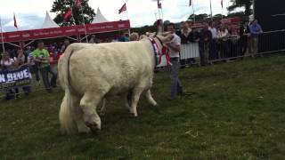 Tullamore Show 2015 Parade of champions [upl. by Aicilak532]