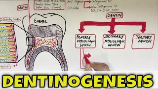 Dentinogenesis  Dentin Composition Structure Types and Formation [upl. by Rosenblast]