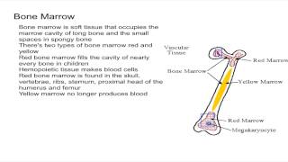 Bone Marrow [upl. by Fine]