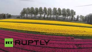 Campi di tulipani in Olanda visti con un drone [upl. by Margret]