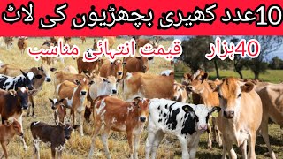 Heifers for sale in Punjab ll heifer for sale in Pakistan ll jersey heifer ll Hiefer [upl. by Ninon]