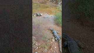 Amazing Komodo Dragon wants to eat ducklings in the watershorts komodo [upl. by Anrehs]