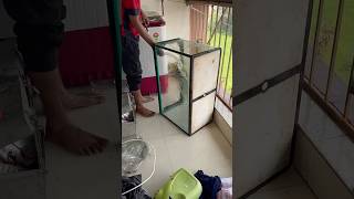 replaced my fish pond  how to make pond  polar parrot breeding aquarium fishtank polarparrot [upl. by Ulita315]