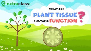 What are plant tissue and their function  Biology  Extraclasscom [upl. by Ogait]