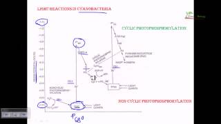 Light reaction of cyanobacteria [upl. by Tsenre]