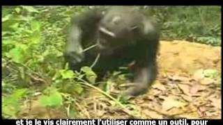 Les chimpanzés fabriquent et utilisent des outils [upl. by Nayar311]