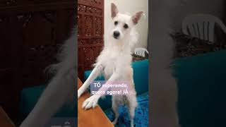 Perdeu a PACIÊNCIA de vez🥦🥕 shortsfreddy viral Pet pop perdeuapaciencia querlegumes [upl. by Thecla]