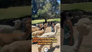 Alpaca Akan Nyemburkan Ludah Jika Sedang Stress [upl. by Massie]