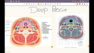 FASCIA OF THE NECK [upl. by Alledi]