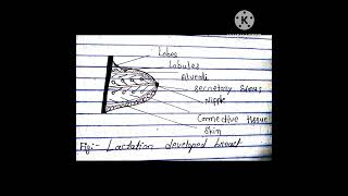 Bsc 2nd year zoology topic  lactation synopsis most imp topics [upl. by Sorci]