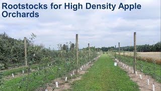 Rootstocks for High Density Apple Orchards [upl. by Ive]