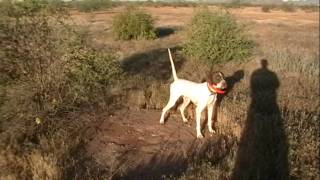 English Pointer  Training Video [upl. by Costanzia727]