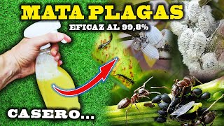 MATA todas las PLAGAS de tus plantas con el INSECTICIDA CASERO más eficaz [upl. by Oramlub915]