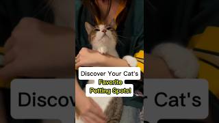 The Purrfect Petting Guide 4 Favorite Spots Your Cat Will Love shorts cat [upl. by Elamaj558]