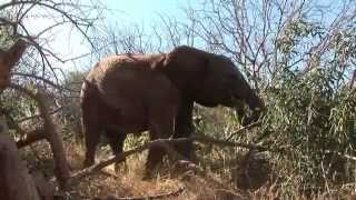 Olares Story  Sheldrick Trust [upl. by Nol]