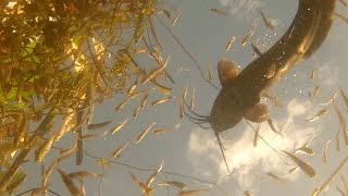 Everglades Canal Fish  GoPro Extended Rough [upl. by Eltsirhc418]