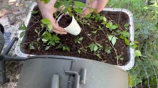 How to plant and grow Virginia creeper vines Parthenocissus quinquefolia Part 3 howto plants vine [upl. by Darej]