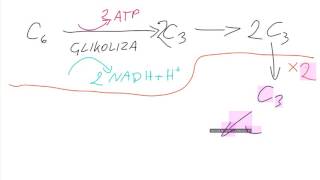 Biologia Na Żywo 01 Oddychanie tlenowe i fermentacja [upl. by Emlin]