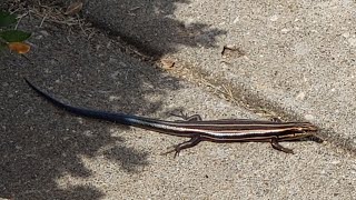 FiveLined Skink Plestiodon fasciatus [upl. by Orazio]