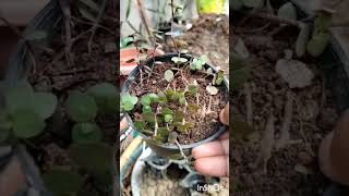 Callisia repenscreeping inhplantturtle Vine plantyoutube short ❤️ [upl. by Emelen]