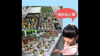 去花店找仙人掌花，桐桐要養小小的仙人掌  Cactus Plants [upl. by Sisely759]