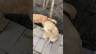 goldenretriever goldenretrievers puppy animals doglife köpek pets [upl. by Mallon]