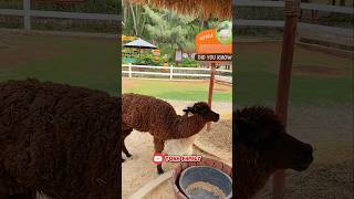 ACIKA LIHAT KELEDAI UNTA ALPACA DI CIMORY DIARY LAND shorts [upl. by Aimat269]