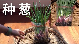 种葱的四个技巧，塑料袋种葱15天收获，红葱头的秘密  How to Grow Scallions Spring Onion [upl. by Nylecyoj]