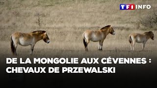 De la Mongolie aux Cévennes  chevaux de Przewalski｜TF1 INFO [upl. by Marleen476]