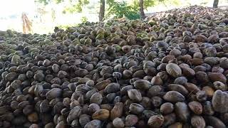 KCDR Exports  Semi husked coconut farm [upl. by Kenney]