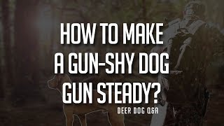 How to Make a GunShy Dog Gun Steady [upl. by Nilyahs70]