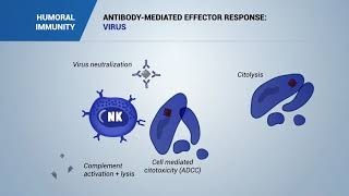 Antibody mediated effector response Virus bacteria and toxins [upl. by Sedinoel]