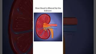 How Kidneys Filter Blood – 4Second Animation 🩸💧 Kidney working  urinary system humanbody [upl. by Gabriele301]