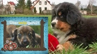 Berner Sennerhund Welpen [upl. by Godderd]