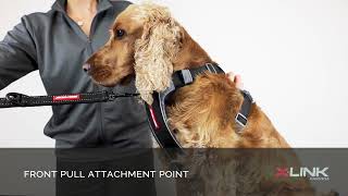 How to Fit a Front Pull Dog Harness  EzyDog XLink Harness [upl. by Kirsti]