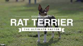 ALL ABOUT RAT TERRIERS THE ULTIMATE RATTER [upl. by Kcirttap]