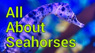 All About Seahorses  Tank setup Feeding Care and more [upl. by Tonry]