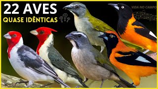 22 Aves Quase Idênticas quotAPRENDA a DIFERENCIARquot e os Cantos Das AVES [upl. by Aralc]