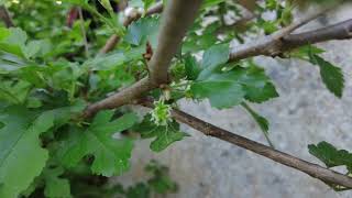 Maulbeerbaum Morus alba  Nach 3 Jahren erste Früchte [upl. by Platt]