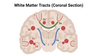 Association FibersWhite Matter of CerebrumMade Easy [upl. by Naesed]