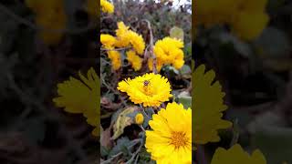 hoverfly on Chrysanthemumflower fly uttarakhand nature Gardening [upl. by Neumark]