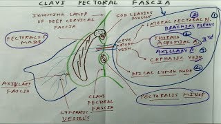 Clavi Pectoral Fascia  The Charsi of Medical Literature [upl. by Aniri]