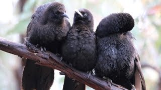 Cosying up with cute Whitewinged Chough clan – Capertee Valley [upl. by Clothilde89]