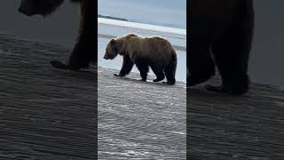 Bear Charges Photographer In Alaska [upl. by Annais]