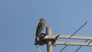 Black Redstart Codirosso spazzacamino Phoenicurus ochruros [upl. by Bradshaw]